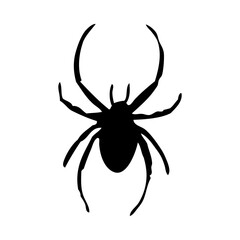 Spider Silhouette