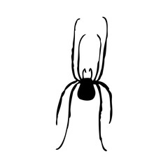 Spider Silhouette
