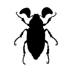 Beetle Silhouette