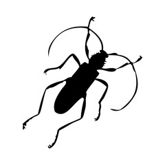 Beetle Silhouette
