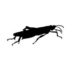 Obraz premium Grasshopper Silhouette