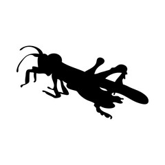 Fototapeta premium Grasshopper Silhouette