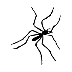 Spider Silhouette