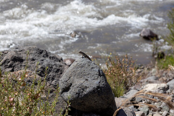 Landscape at Paso Vergara - crossing the border from Chile to Argentina while traveling South America