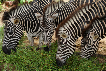 Fototapeta na wymiar The family burchell zebra is eatting in farm