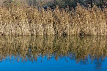 Selective focus of dried common reed plants or water reeds in winter, The grass-like plants of wetlands and growing in the estuary of the river with reflection, Nature background.