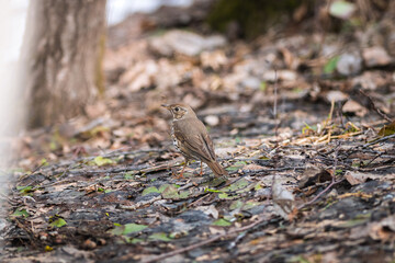 Song thrush close up portrait