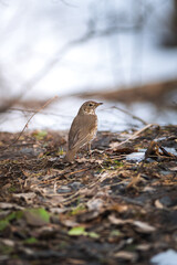 Song thrush close up portrait