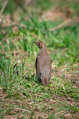 Song thrush close up portrait