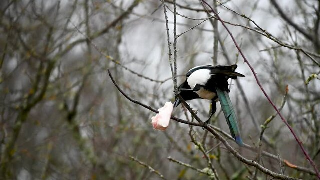 Common magpie Pica pica. A bird sits on a branch of a bush, and eats a piece of lard. The concept of feeding birds in winter