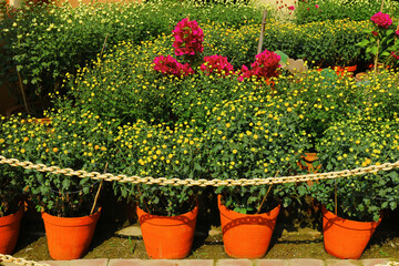 Fototapeta na wymiar Lots of red flower pots with flowers in the flower bed. The flower bed is fenced with a chain.
