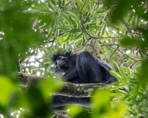 Black colobus (Colobus satanas) in Lope National Park, Gabon