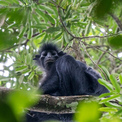 Black colobus (Colobus satanas) in Lope National Park, Gabon