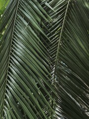 Closeup of green exotic tropical palm leaves. Beautiful summer exotic tropical nature background. Summer travel, vacation concept