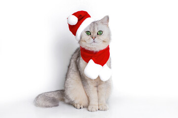 a cute white british cat, sits in the red cap of Santa Claus and red scarf