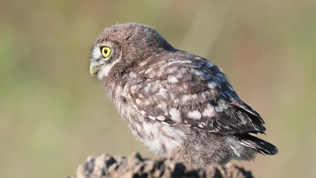 Little owl in natural habitat Athene noctua. The bird flaps its wings. Close up.