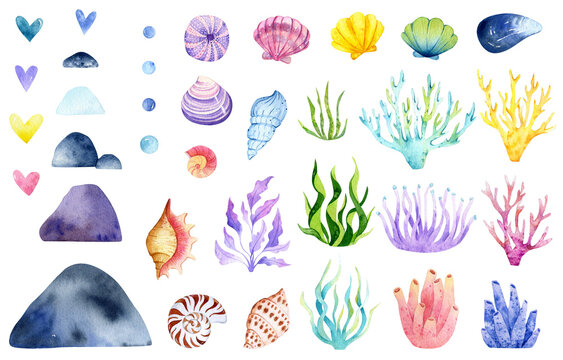 Watercolor sea corals and shells illustration. Cute baby under the sea animal underwater graphics. Marine fish hand-drawn, sea animal. Ocean children girl illustration. Baby shower mermaid clip art