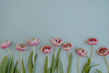 Delicate tulip flowers on neutral blue background with copy space