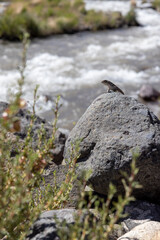 Landscape at Paso Vergara - crossing the border from Chile to Argentina while traveling South America