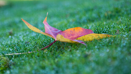 makro jesienny liść