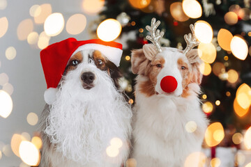 Australian Shepherds as Santa Claus and Christmas Reindeer