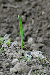 closeup the ripe green garlic plant growing in the farm with brown soil soft focus natural brown background.