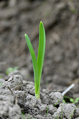 closeup the ripe green garlic plant growing in the farm with brown soil soft focus natural brown background.