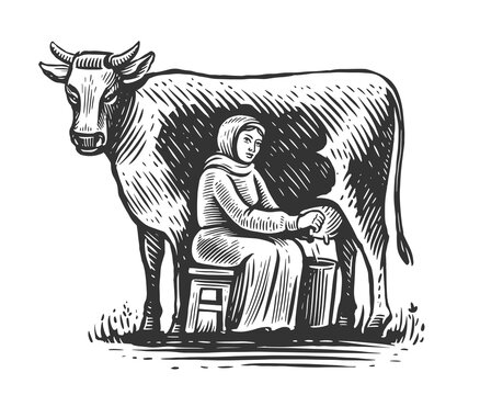 recommend clip art: Milkmaid milking cow in vintage engraving style. Milk products industry. Cow milky farm eco business. Healthy nutrition
