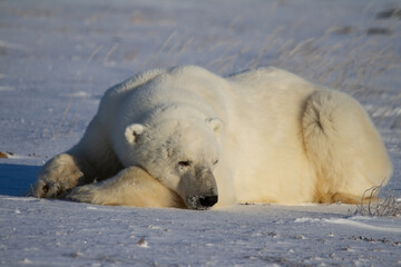 A polar bear or Ursus maritumus lying down with paws stretched and taking a nap, near Churchill,...
