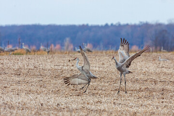 Sandhill Cranes Dance With Each Other