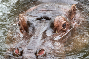 hippo in the water