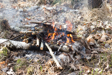 campfire in the forest