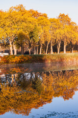 front view, far distance of a row of  maple trees, on a lake shore, with their reflection, on a sunny morning