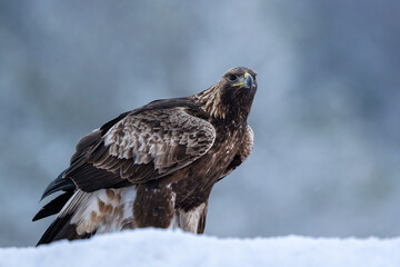 Golden eagle in winter landscape