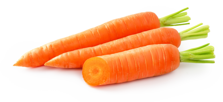 Fresh carrot isolated. Two whole carrots and half of carrot on white background.