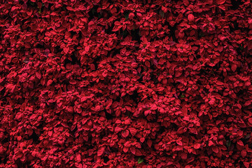 Vertical garden with poinsettia plants. Traditional Christmas flowers. Euphorbia red background.