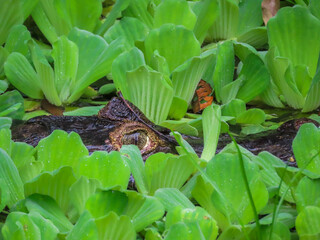 camouflaged alligator