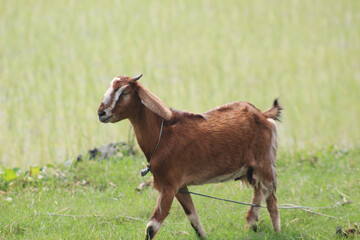 Naklejka na ściany i meble goat on a farm with beautiful bokeh