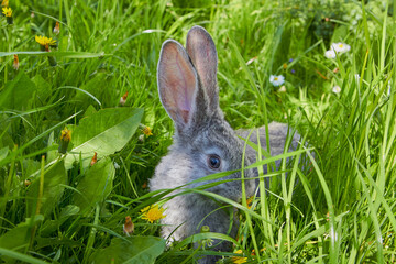 rabbit hiding in the grass,young gray rabbit in the spring in the grass, rabbit ears in the grass