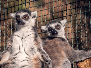 Two funny lemurs with closed eyes enjoy the sun in the zoo.