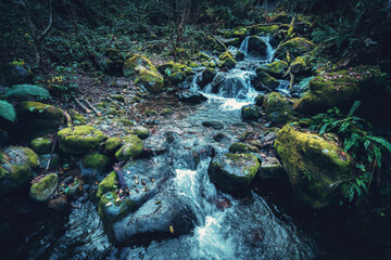 Mountain stream or small river in green forest, toned