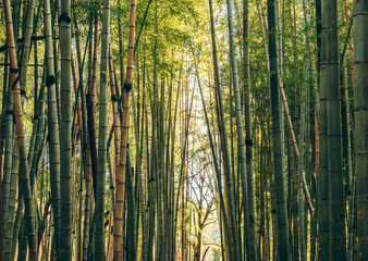 Fototapeta na wymiar Green bamboo forest background. Tall bamboo trunks.