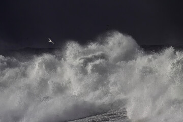Stormy breaking sea wave