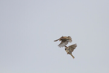 Sparrows fight in the sky