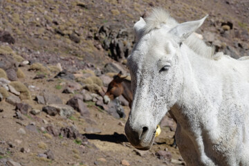 Fototapeta premium La grande traversée de l’Atlas au Maroc, 18 jours de marche. Portrait de mule
