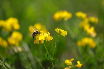 Bee on a yellow blooming flower in nature