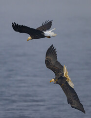 Bald Eagle (Haliaeetus leucocephalus) Fighting