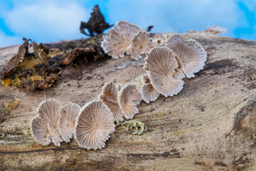 Split gill mushrooms grow on an old ash tree log