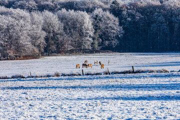 horses in the pasture in winter