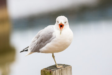 close up portrait of Ring-billed seagull with it's mouth open, perched on a wood, lumber, pole, isolated by itself,